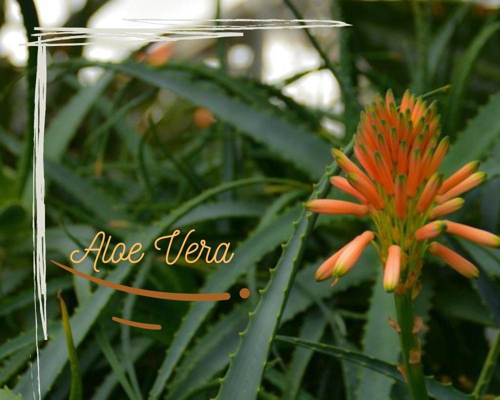 Aloe Vera can flower in pots without holes.