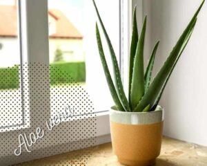 Aloe vera in pots without holes