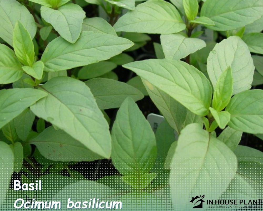Basil (Ocimum basilicum) can grow in pots without holes.