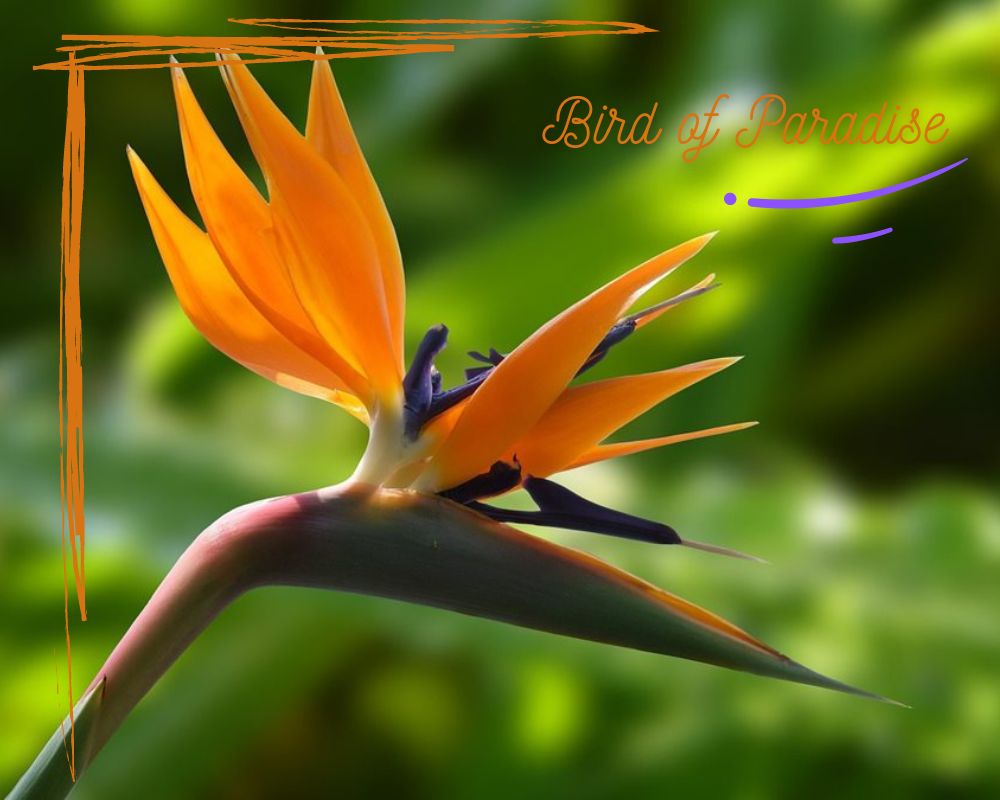 Bird of Paradise can thrive in pots without holes