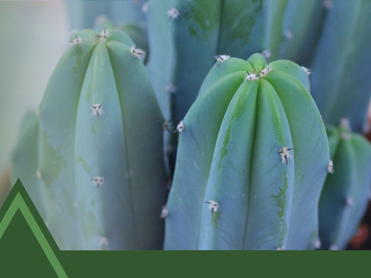 Columnar Cactus Identification