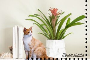 Bromeliads is safe for cats