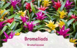 Bromeliads are colorful low-light indoor plants