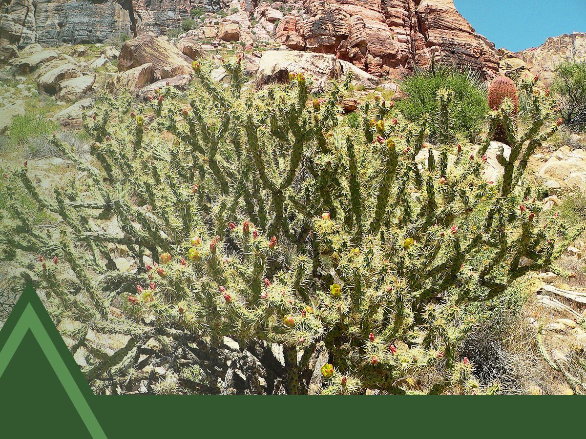 Columnar Cactus Identification