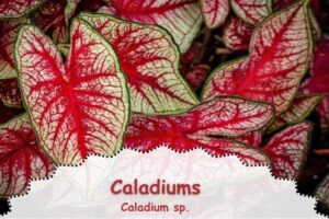 Caladiums are colorful low light house plants