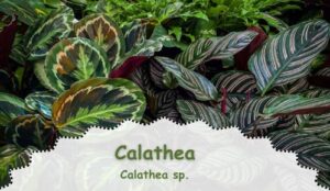 Calathea spp. are colorful indoor plants whit low light