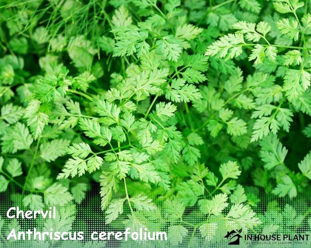 Chervil (Anthriscus cerefolium) in containers without holes.