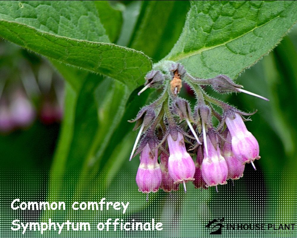 Common comfrey (Symphytum officinale) dont need drainage holes
