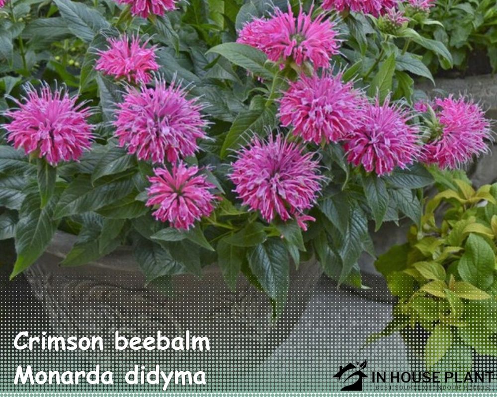 Crimson beebalm (Monarda didyma) is one of the Herbs That Don't Need Drainage Holes