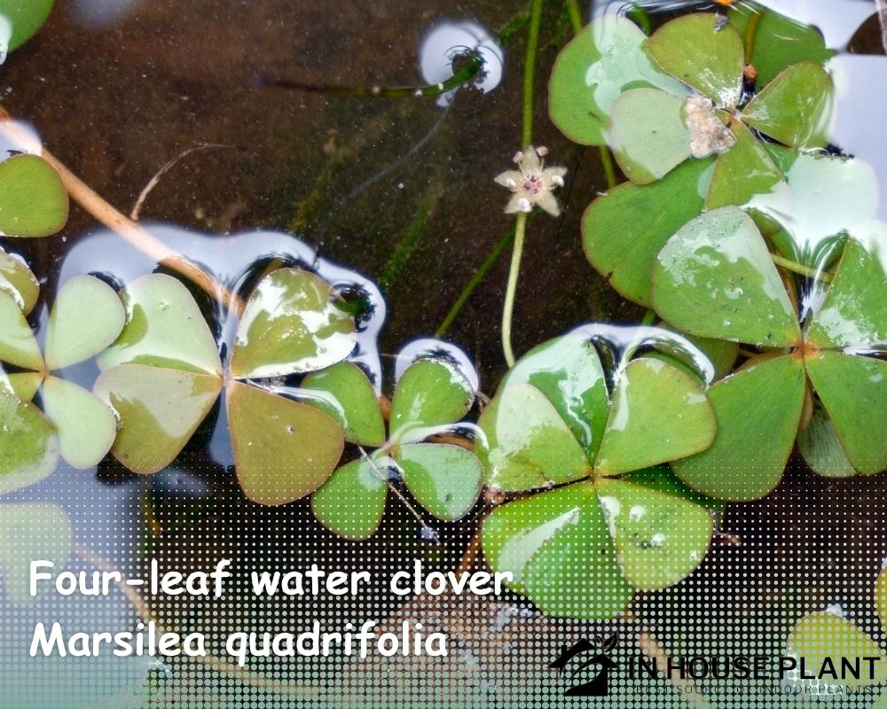 Four-leaf water clover (Marsilea quadrifolia) in pots without holes
