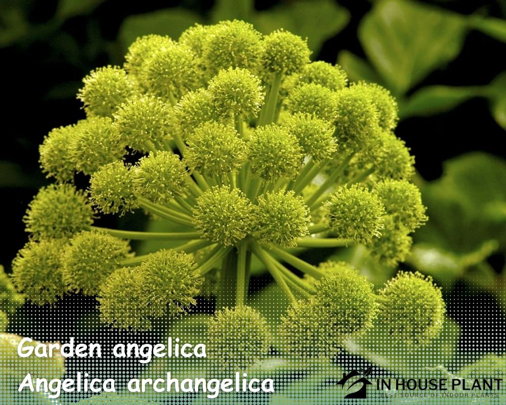 Garden angelica (Angelica archangelica) likes wet soils.