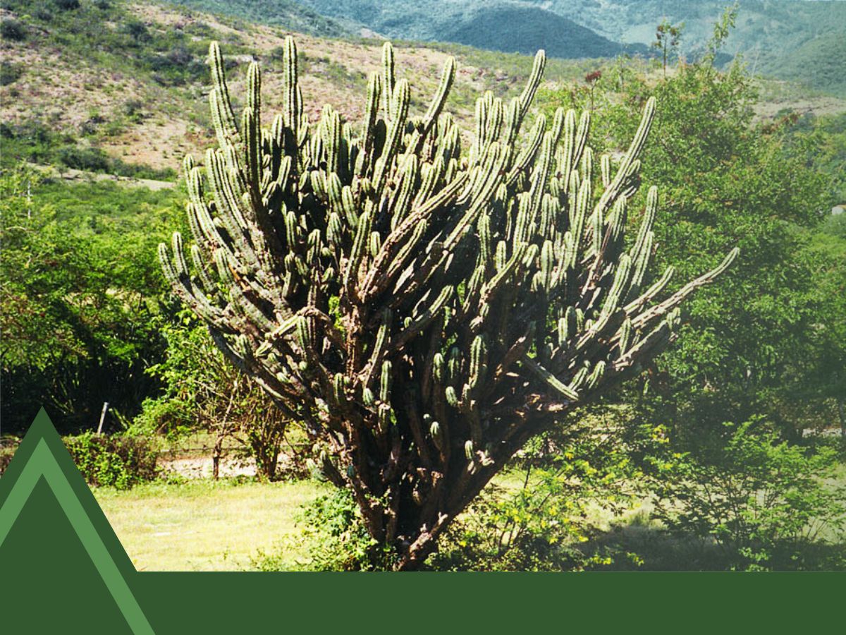 Columnar Cactus Identification