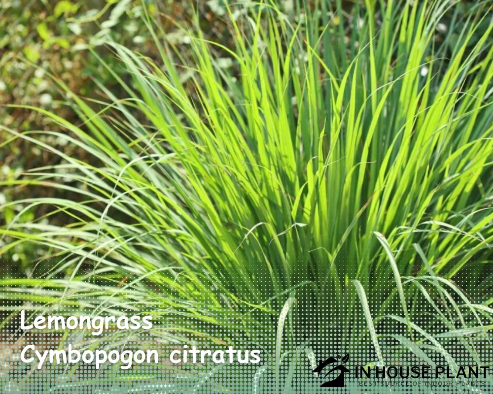 Lemongrass (Cymbopogon citratus) is one of the herbs that don't need drainage holes