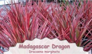 Madagascar Dragon is one of the best colorful indoor plant for low light places.