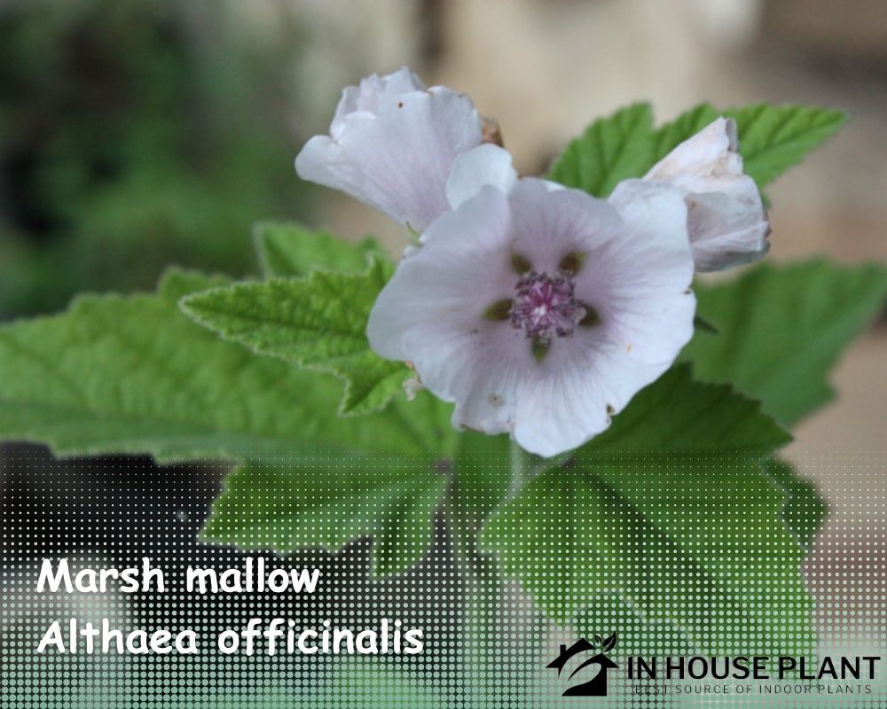 Marsh mallow (Althaea officinalis) is a herb that don't need drainage holes.