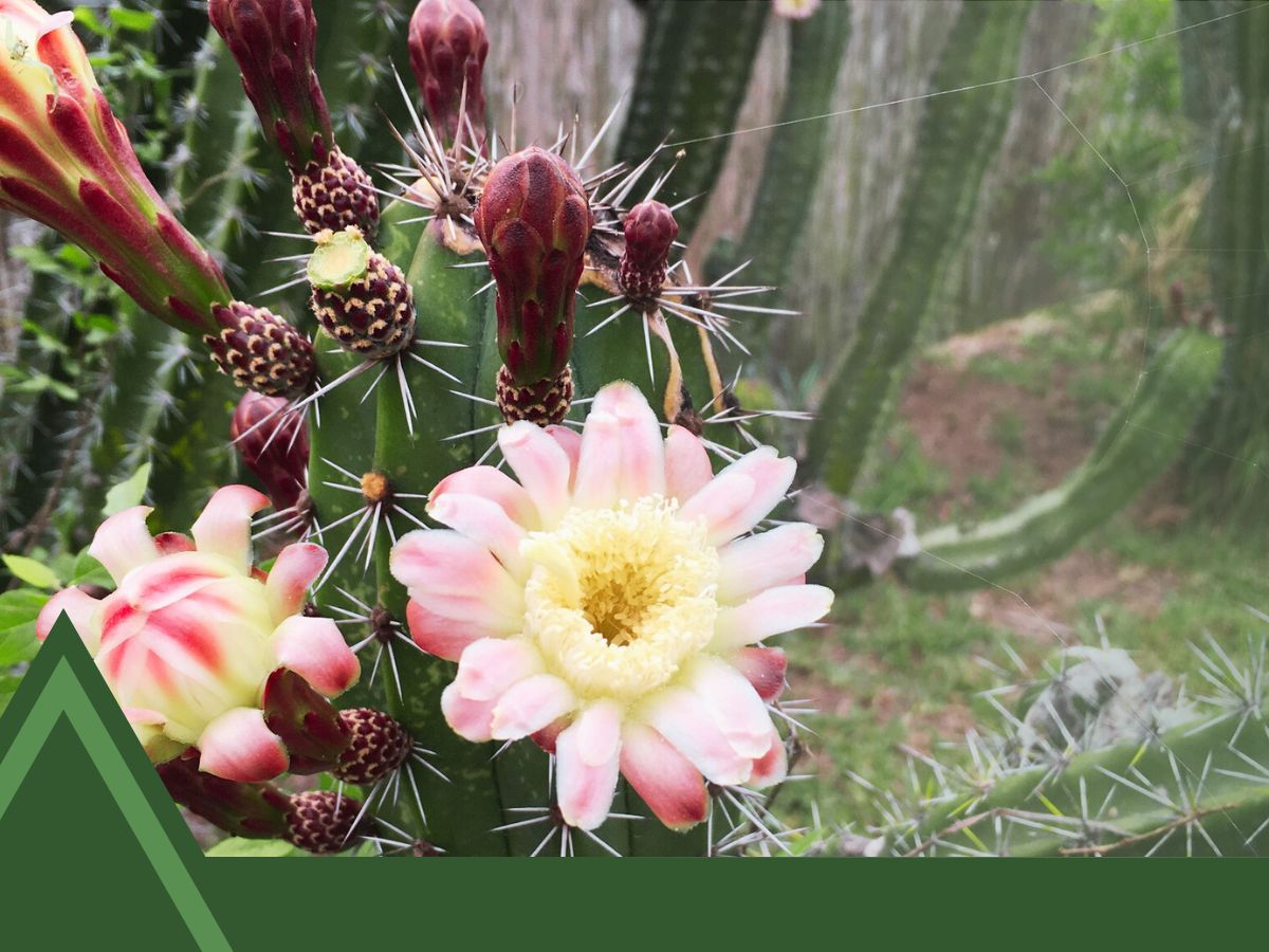 Columnar Cactus Identification