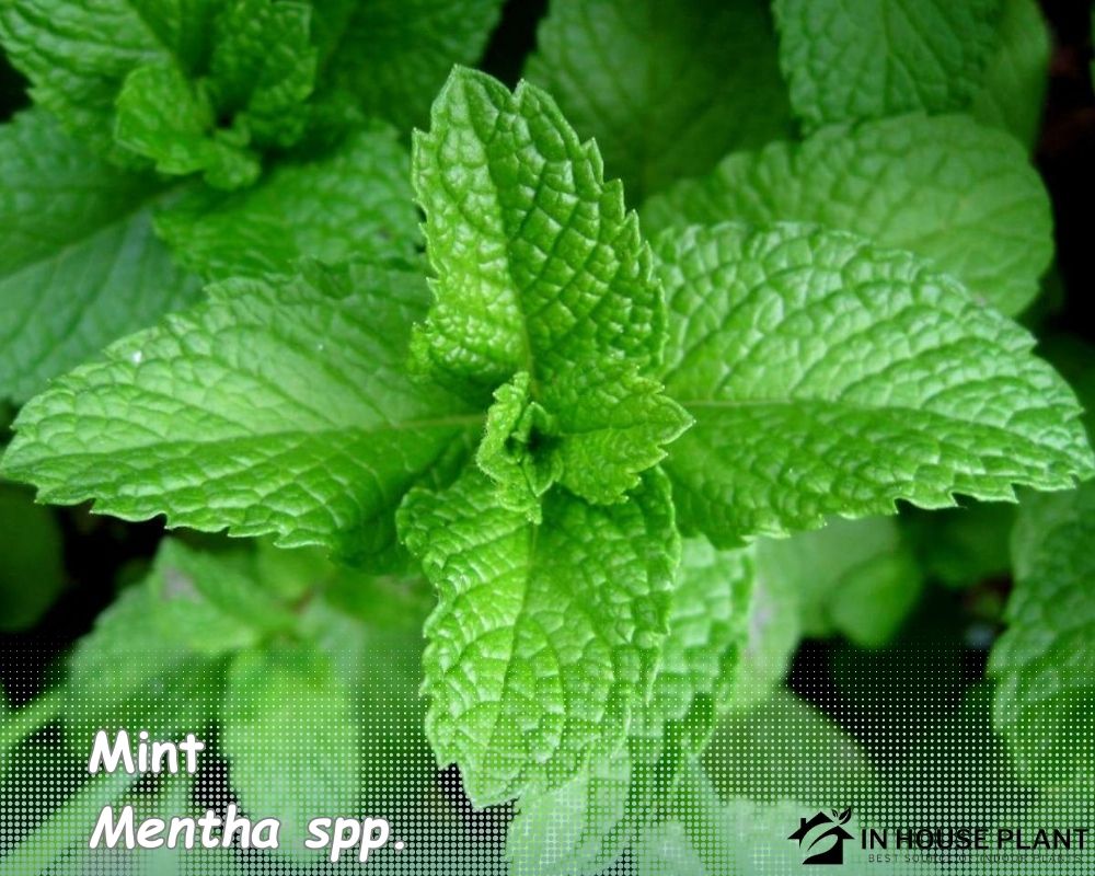 Mint plant is one of the herbs that don't need drainage holes