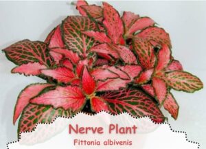 never plant is a colorful low light indoor plant