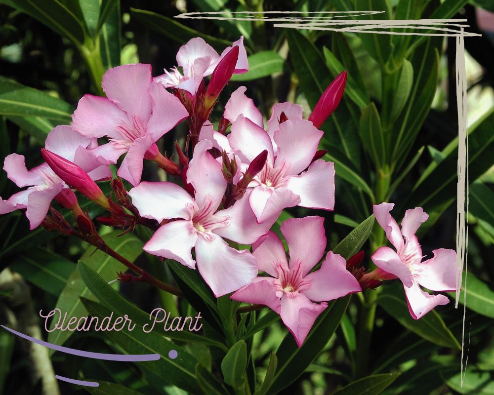 Oleander is one of the flowers that don't need drainage holes