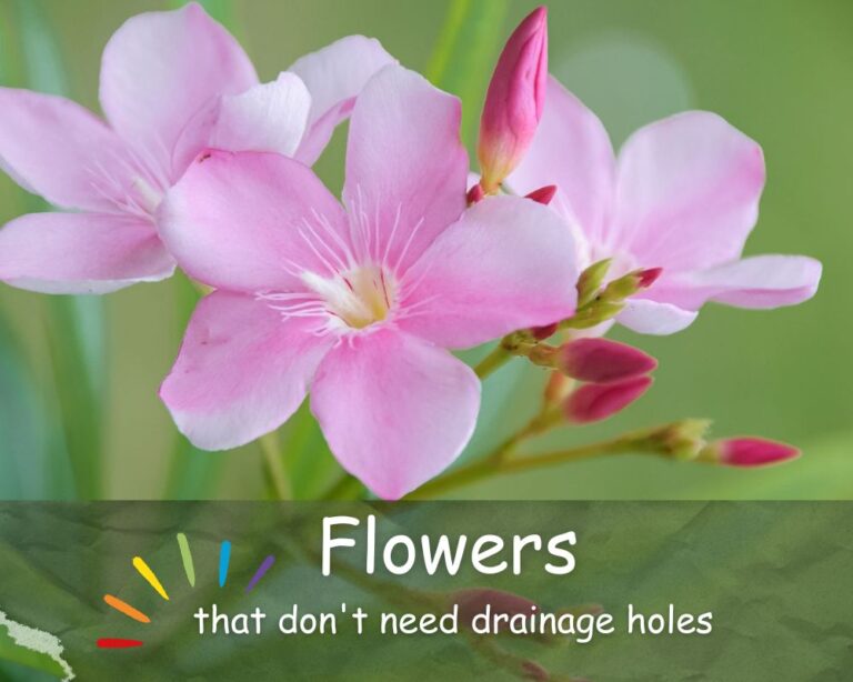 Best 9 Flowers that Don't Need Drainage Holes Tested 2024 InHousePlant Your Ultimate Guide