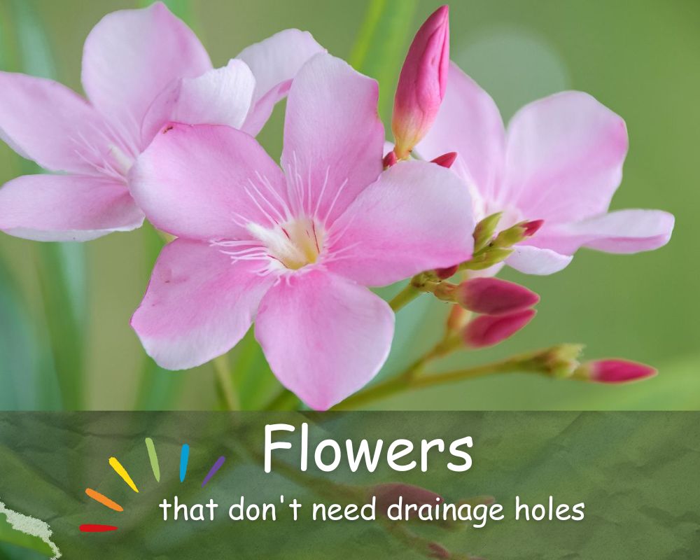flowering plants that don't need drainage holes