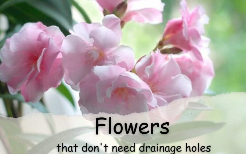 Best 9 Flowers that Don’t Need Drainage Holes: Tested 2024