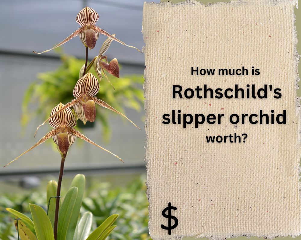 Paphiopedilum rothschildianum is a rare and expensive plant.