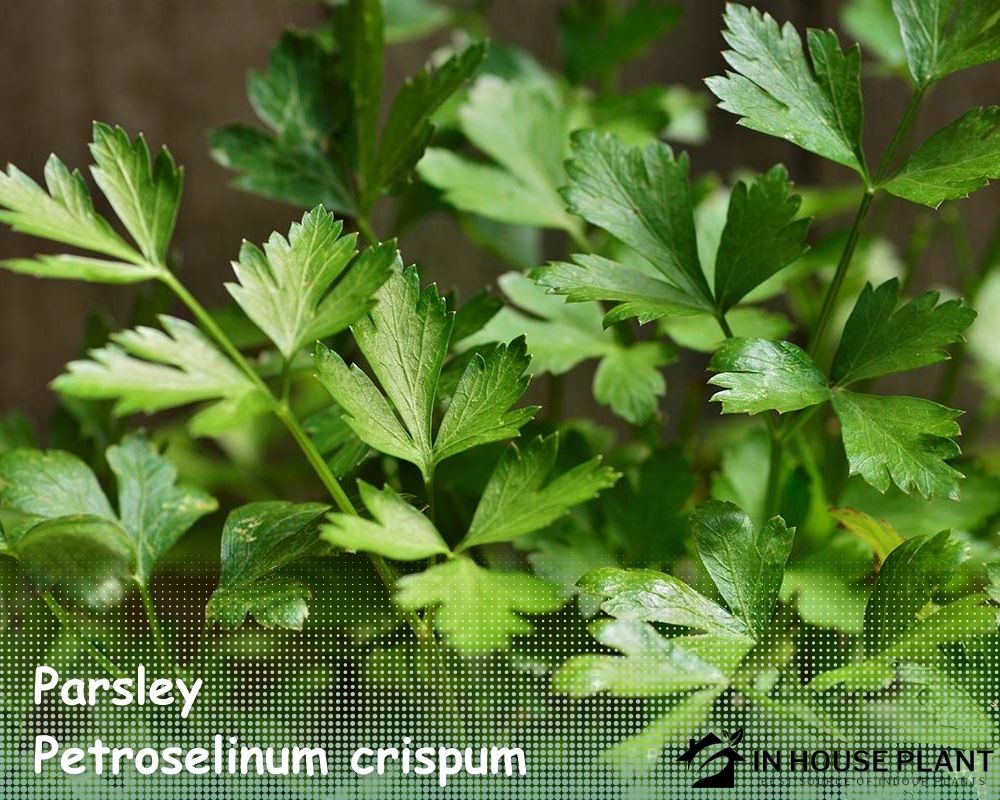 Parsley (Petroselinum crispum) don't need drainage holes