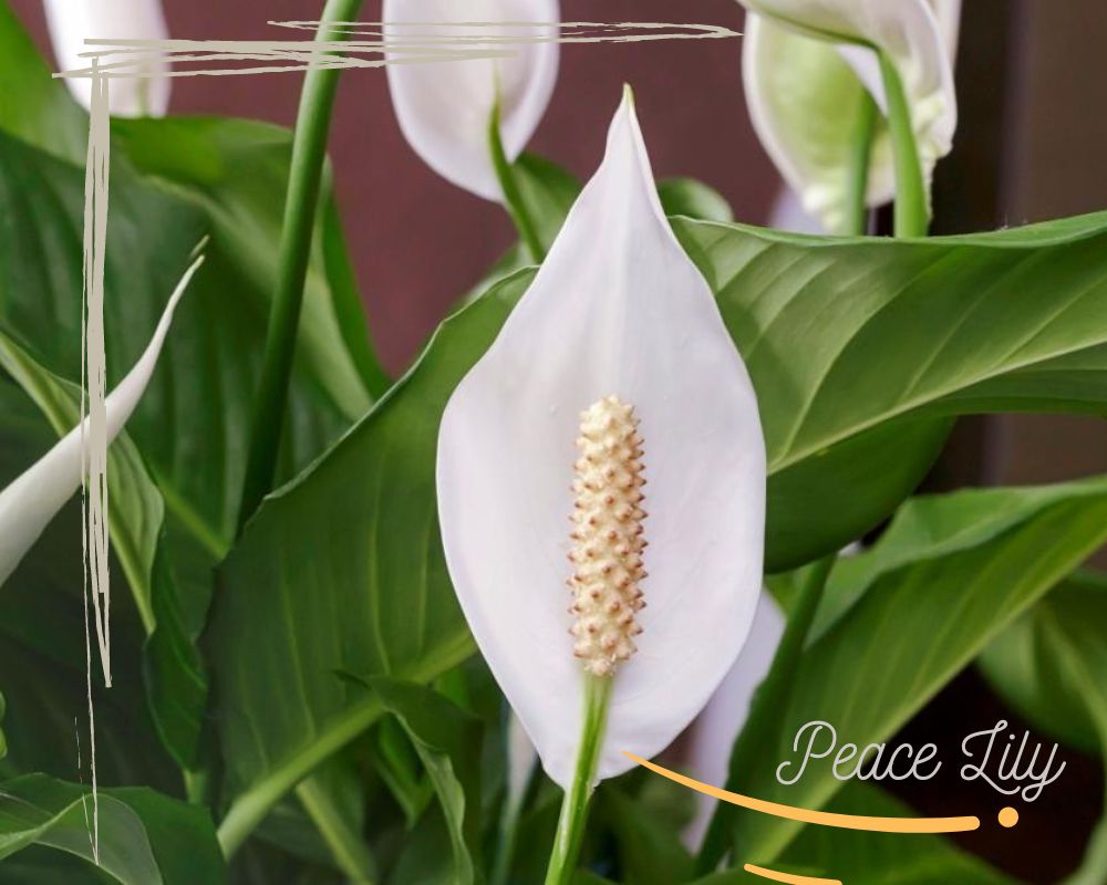 Peace Lily flowers that don't need drainage holes