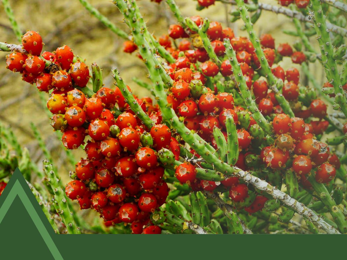 Columnar Cactus Identification
