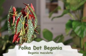 Polka Dot Begonia: colorful low light indoor plant