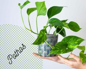 Pothos can grow in planters without holes