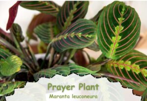 Prayer Plant: low light colorful houseplant