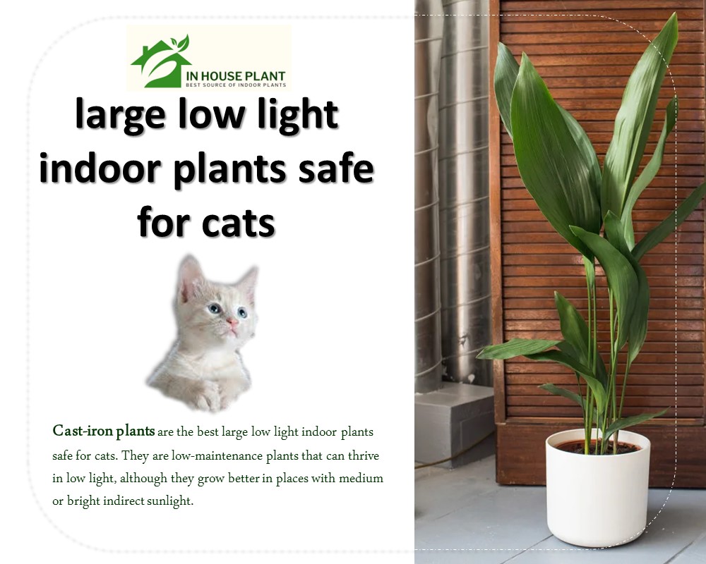 Cast-Iron Plants are large low light indoor plants safe for cats