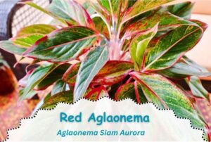 A picture of a colourful low-light variety of Aglaonema