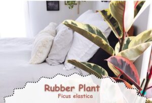 Rubber Plant: a colorful low light indoor plant
