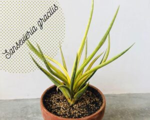 Sansevieria gracilis can grow in a pot without drainage holes