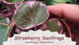 a picture of Strawberry Saxifrage that is a colourful low-light indoor plant