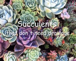 Succulents that don't need drainage holes