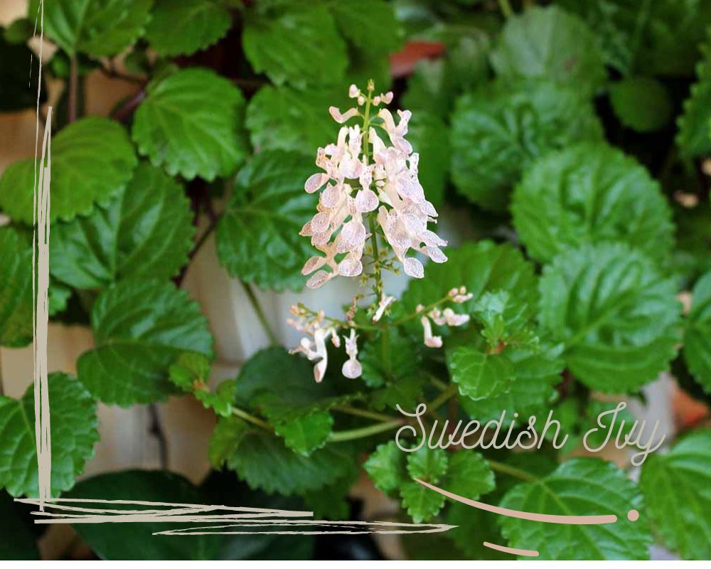 Swedish Ivy with its white flowers in a pot without holes