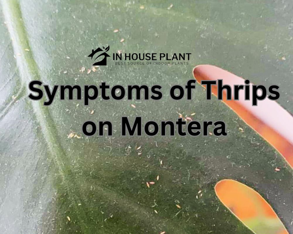 the Symptoms of Thrips Damage on Monstera?