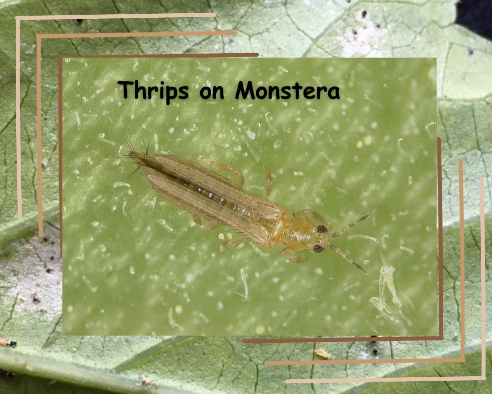 The Thrips on monstera leaves