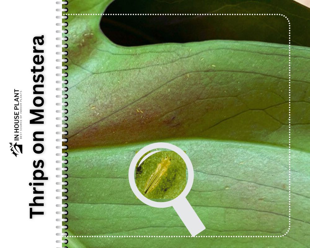 Thrips on Monstera can cause damages to leaves