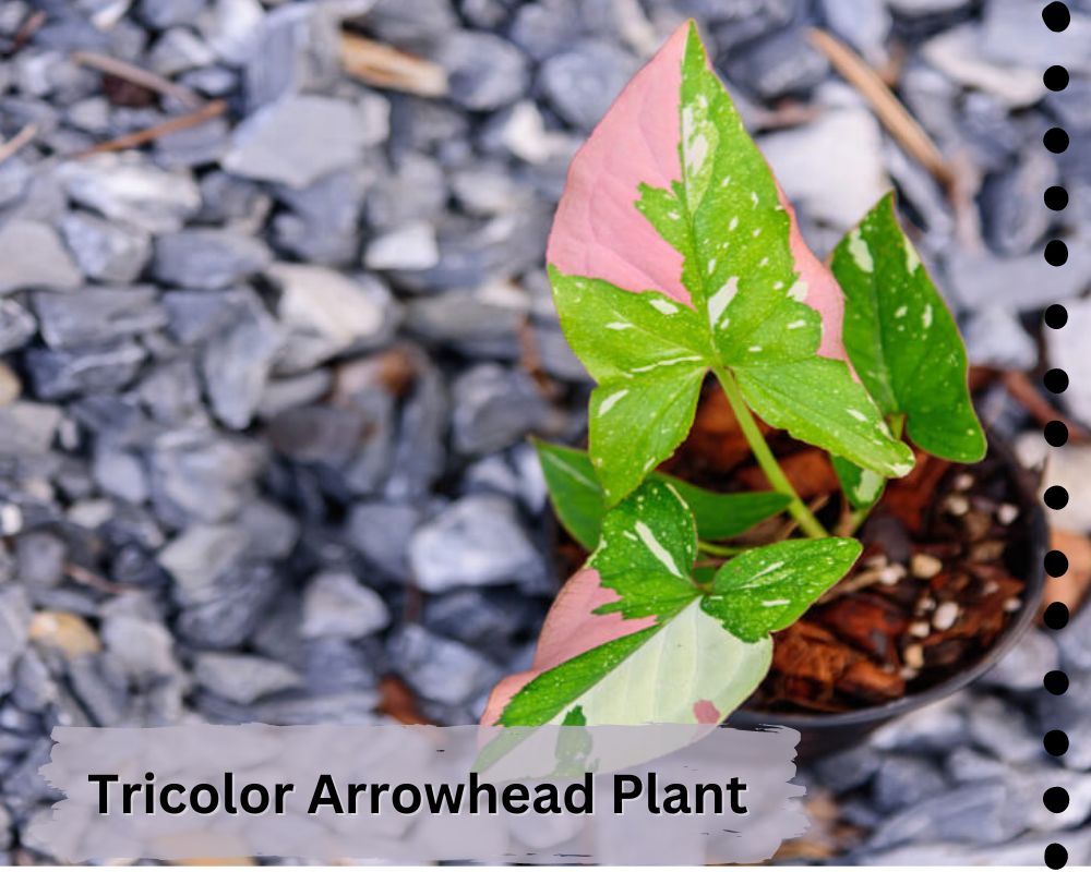 Tricolor Arrowhead Plants are rare low-light houseplants