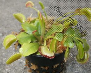 Venus Fly Trap can grow in pots without holes