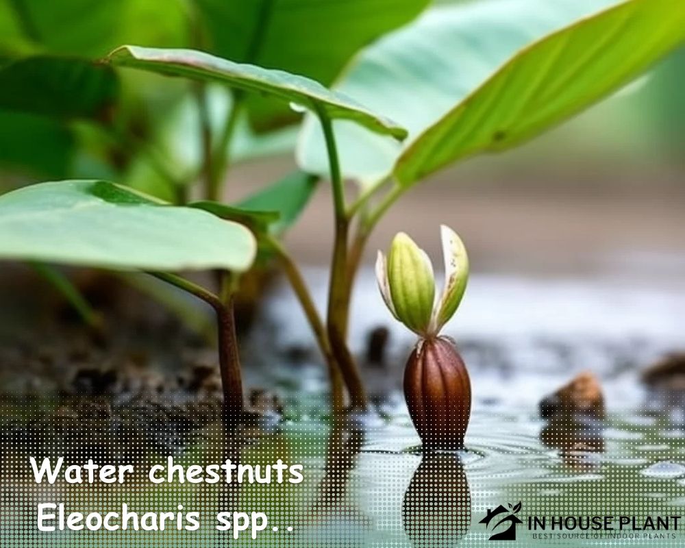 Water chestnuts (Eleocharis spp.) is a herb that dont need drainage holes
