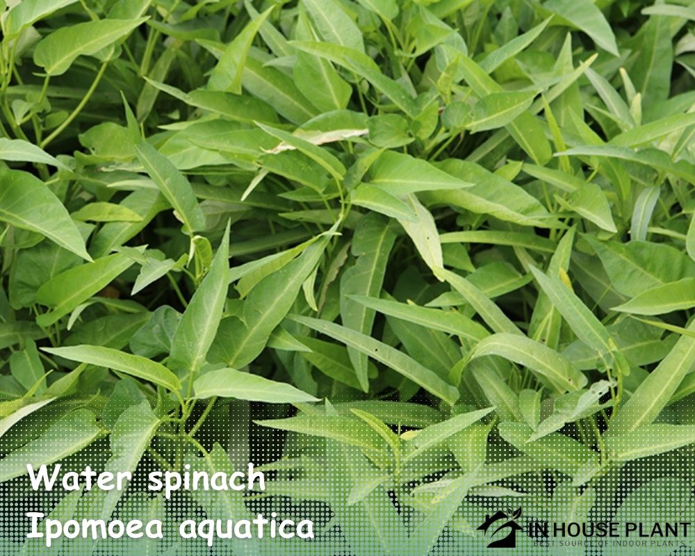 Water spinach (Ipomoea aquatica) likes wet soils.