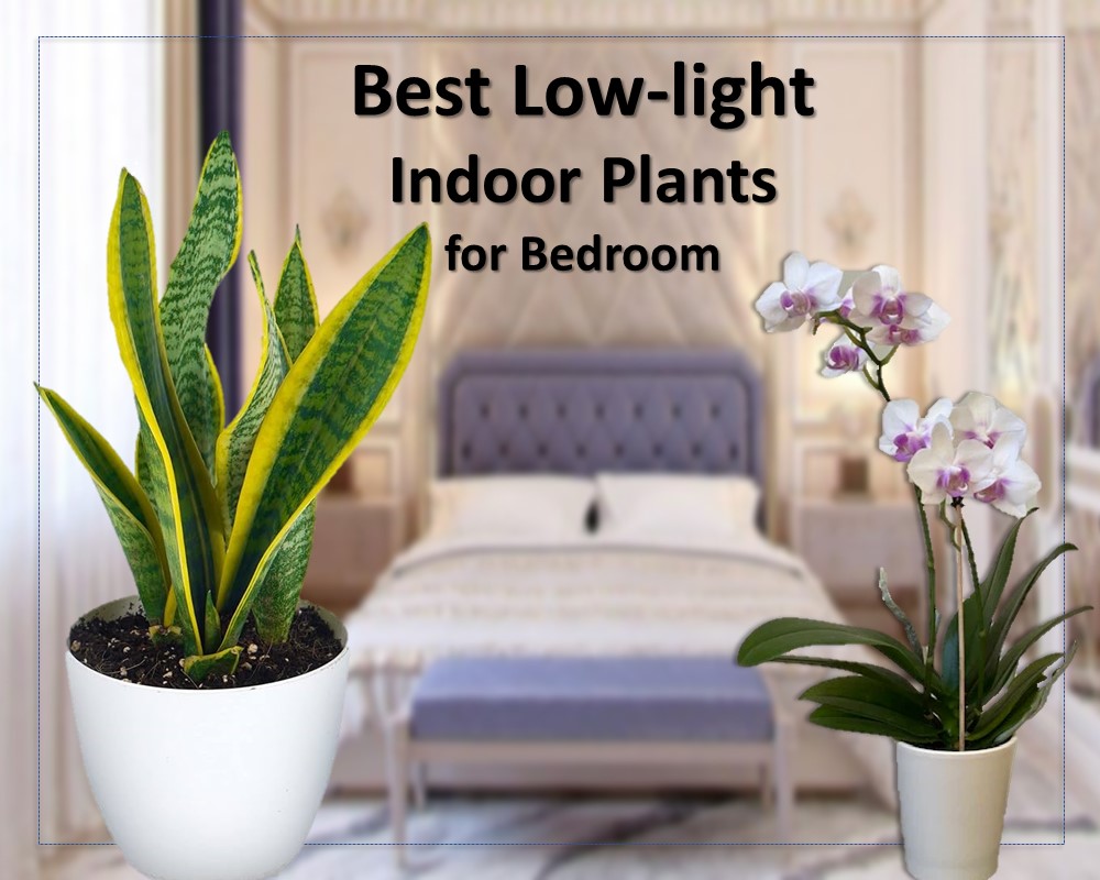 snake plant and Moth orchids are best low-light indoor plants for bedroom