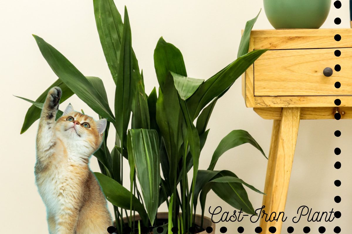 5 Tested large low light indoor plants safe for cats in 2024 ...