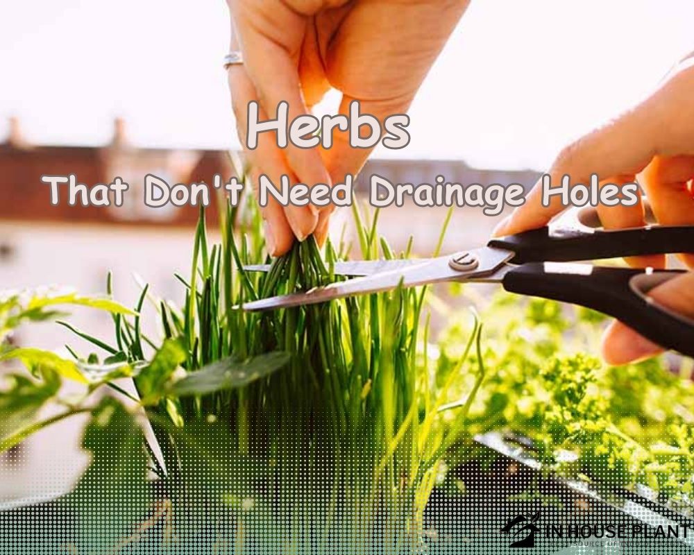 Herbs That Don't Need Drainage Holes